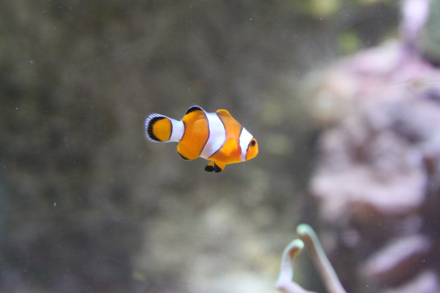 Baby clownfish 2 by CitronVertStock 