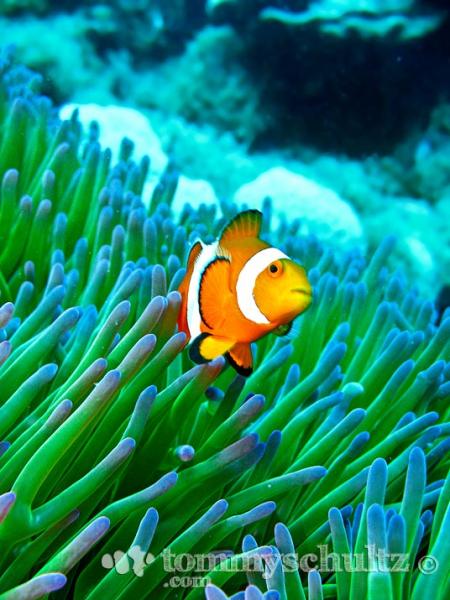 Baby clown fish - Finding Nemo Underwater Photography