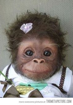 Baby Monkey, Cute Baby, So Cute, Pet, Cuti, Babymonkey, Baby Animal, Funnies, Smile