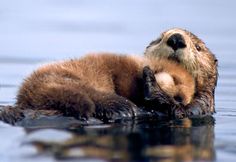 Animal Baby, Sea Otters Hold Hands, Baby Otters, Baby Sea Otters, Baby Warm, Adorable Wildlife, Google Search, Sticks, So Sweet