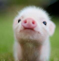 Cute Baby, Minis Piglets, Teacup Pigs, Cute Piglets, Google Search, Baby Pigs, Baby Need, Baby Animal, Cutest Animal