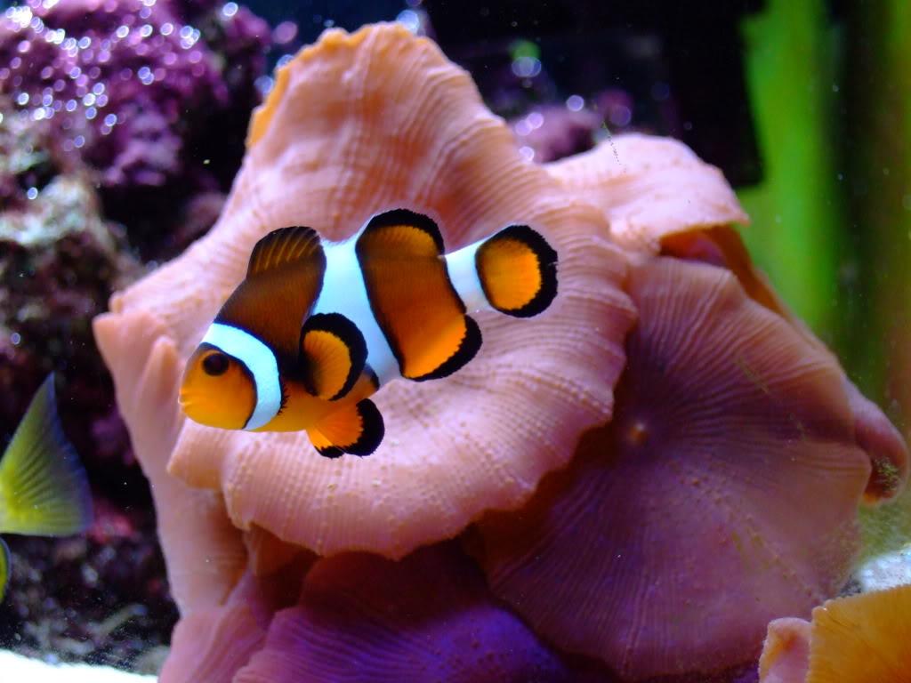 Nemo Clown Fish Wallpaper