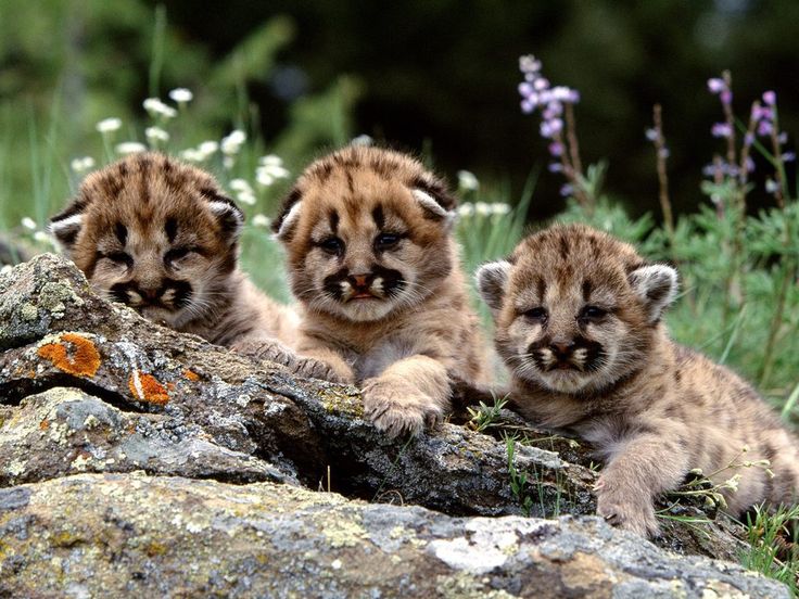 Big Cat, Animal Pictures, Animal Baby, Baby Baby, Cheetahs Cubs, Leopards, Baby Animal, Mountain Lion, Lion Cubs. bobcats | Free CUTE BOBCATS Wallpaper 