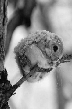 Holding On, Cute Baby, Flying Squirrels, So Cute, Baby Squirrels, Dwarfs Flying, Sugar Gliders, Baby Animal, Adorable Animal