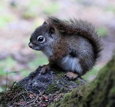 Post Baby, Beautiful Animal, Animal Baby, Baby Animal, Red Squirrels, Baby Red, Aww Squirrels, Cute Baby Squirrels, Adorable Animal