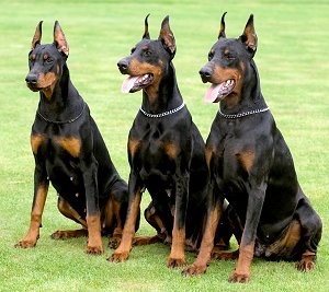 This wallpaper is Doberman Pinscher Picture published under Doberman dog category. You can get more HD image collections go to . Save and download Doberman 