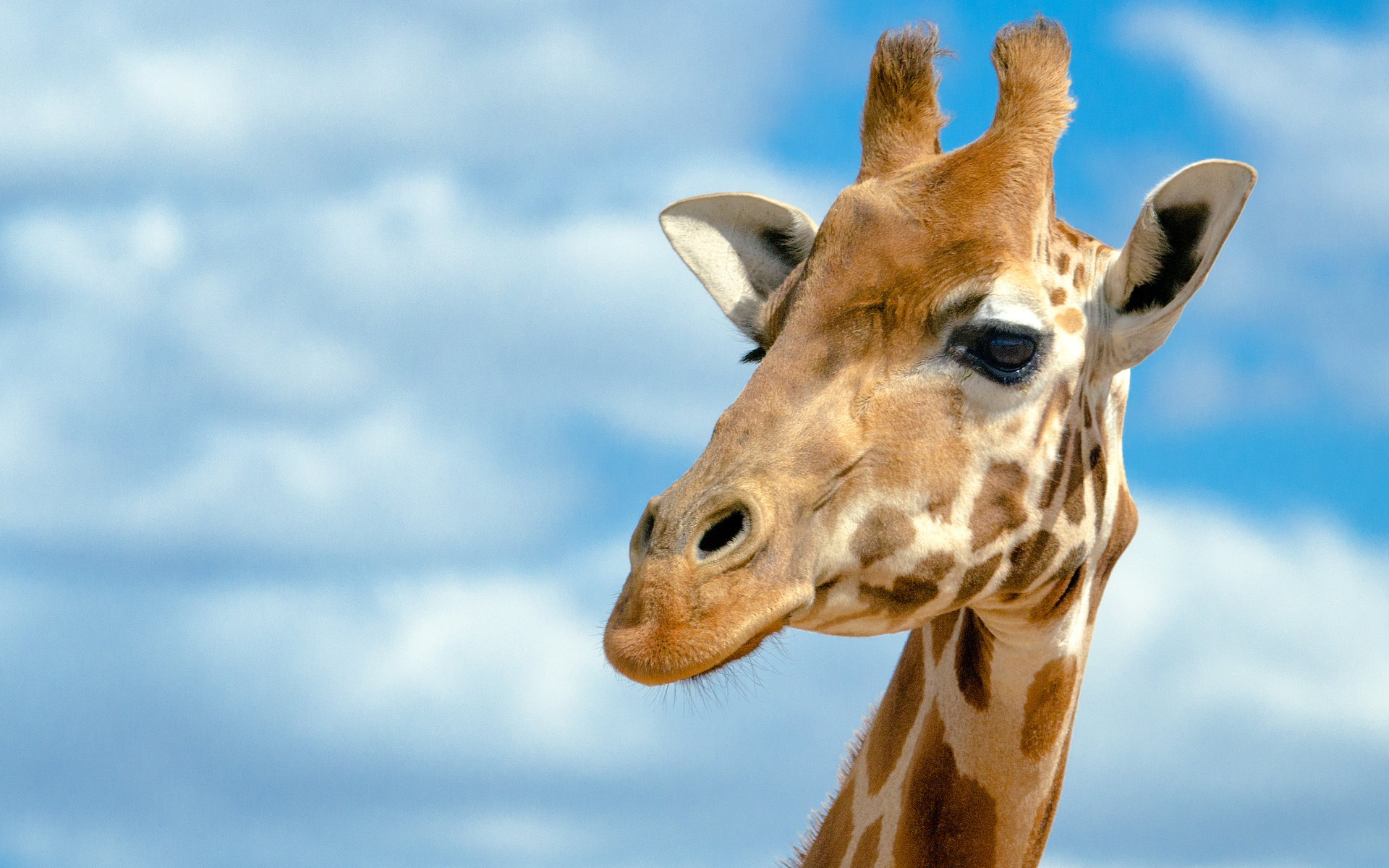 HD Wallpaper | Background ID:252762. 1920x1200 Animal Giraffe