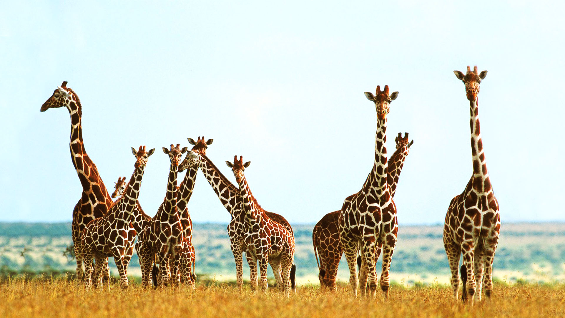 Giraffe Wallpaper