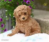  toy poodle puppies 3 | All Puppies Pictures and Wallpapers