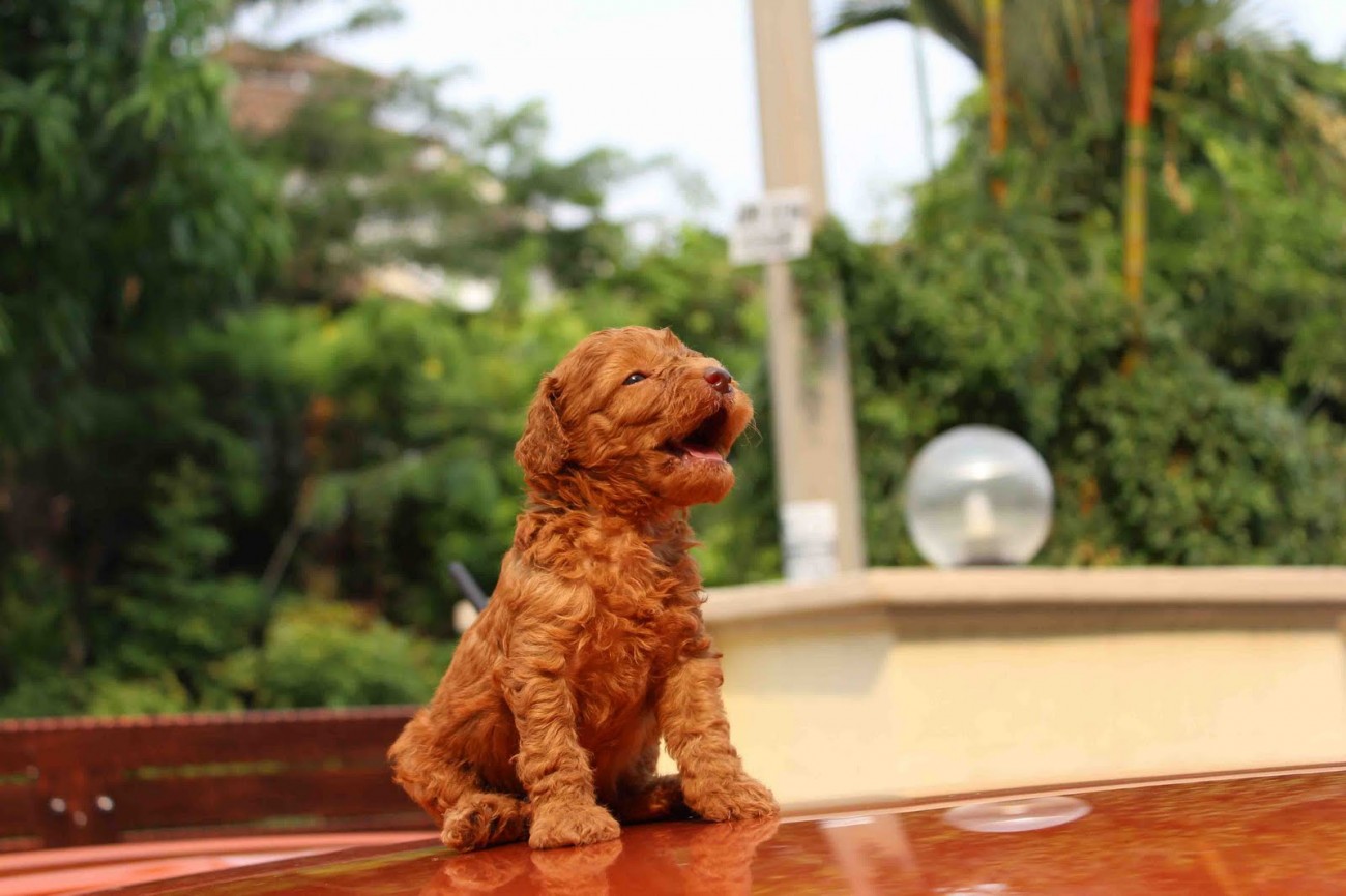 Cute Red Toy Poodle Puppy
