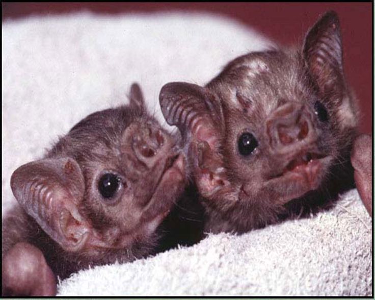 ADORABLE BABY VAMPIRE BAT PUPS | Vampire bats Feeding Vampires Bats, Cute Baby, Flying Squirrels, Ears, Baby Animal, Baby Vampires, Blankets, Baby Bats, 